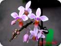 Phal. equestris Aparri